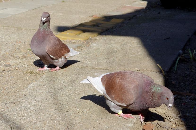  - Voiajori Americani 2017