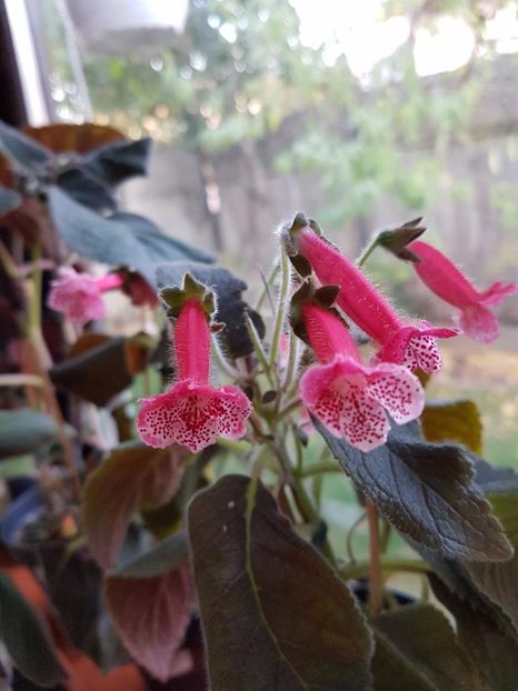 thumbnail (11) - KOHLERIILE MELE 2017 continuare