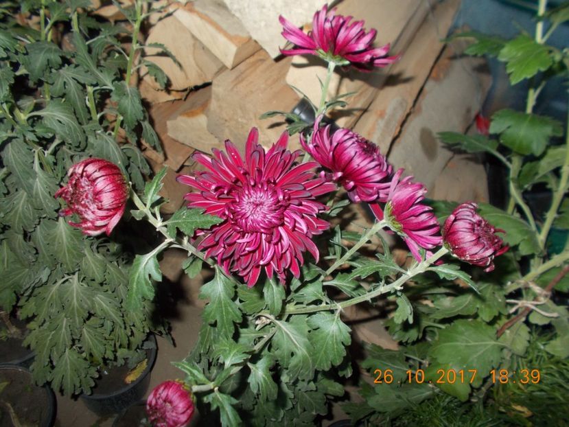  - CRIZANTEME 2017