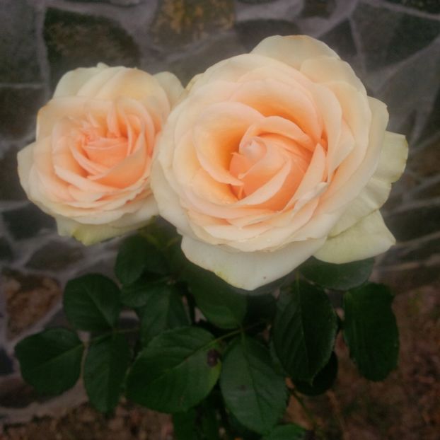 dimov 73 - trandafiri 2017