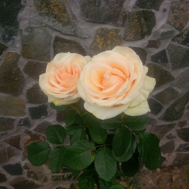 dimov 73 - trandafiri 2017