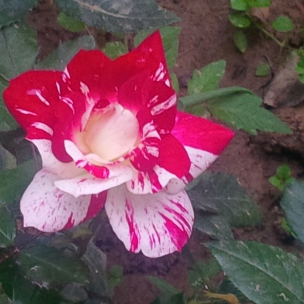 philippe candeloro - trandafiri 2017