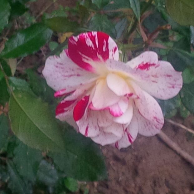 philippe candeloro - trandafiri 2017