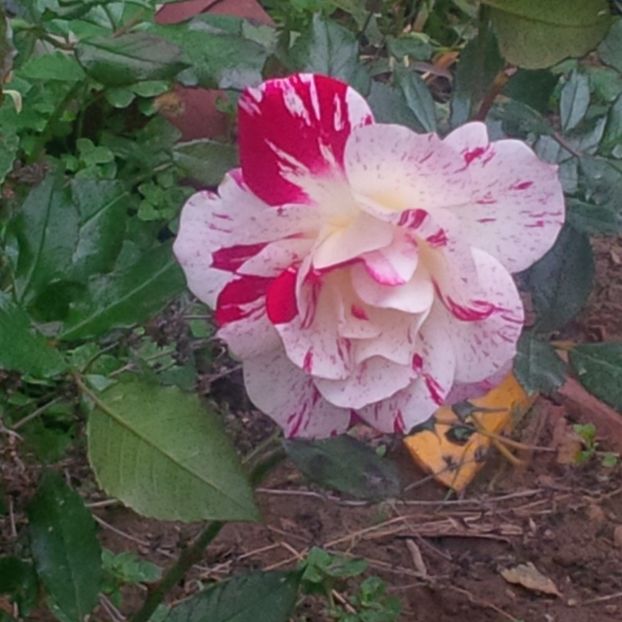 philippe candeloro - trandafiri 2017