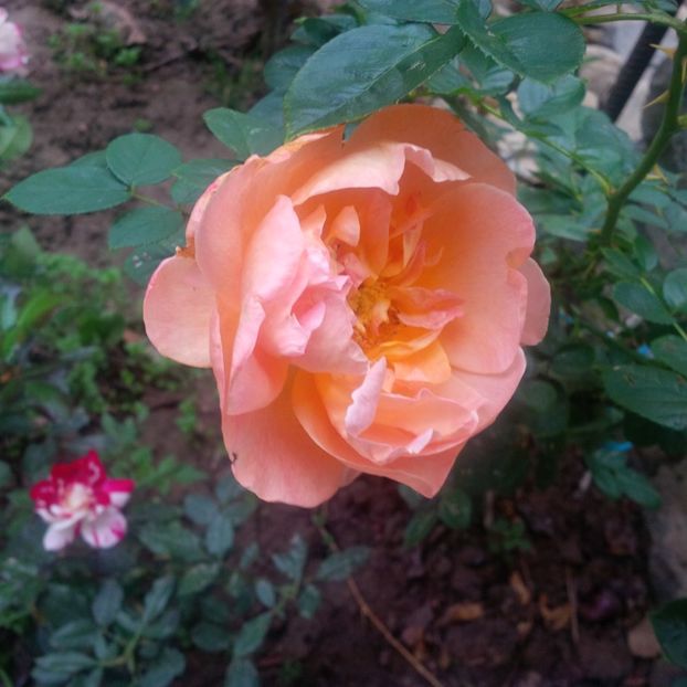 polka - trandafiri 2017