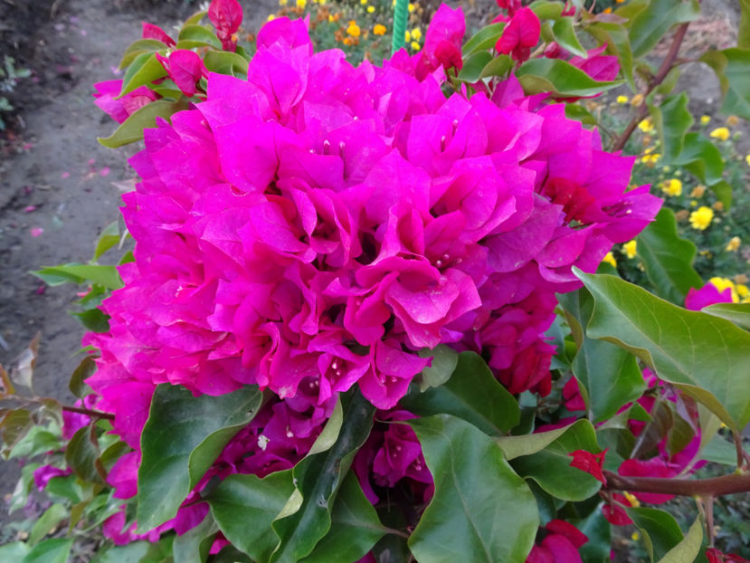  - BOUGAINVILLEA