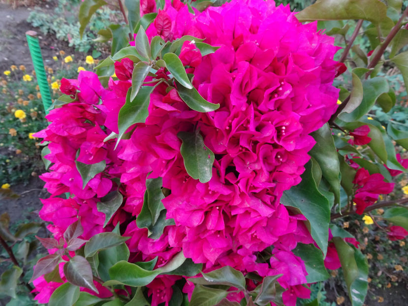  - BOUGAINVILLEA