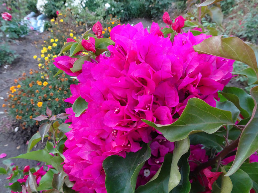  - BOUGAINVILLEA