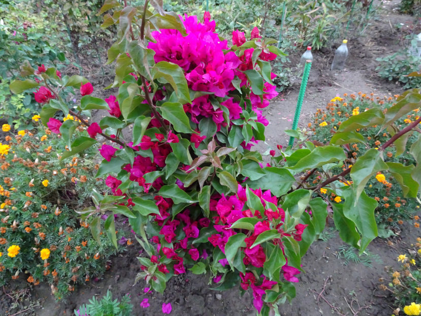  - BOUGAINVILLEA