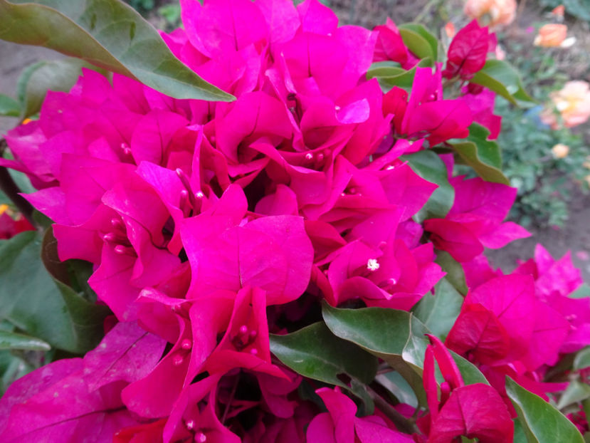  - BOUGAINVILLEA