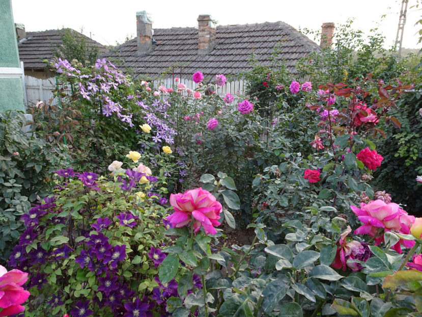 20 oct. - CLEMATITE DUPA TUNDEREA DIN VARA