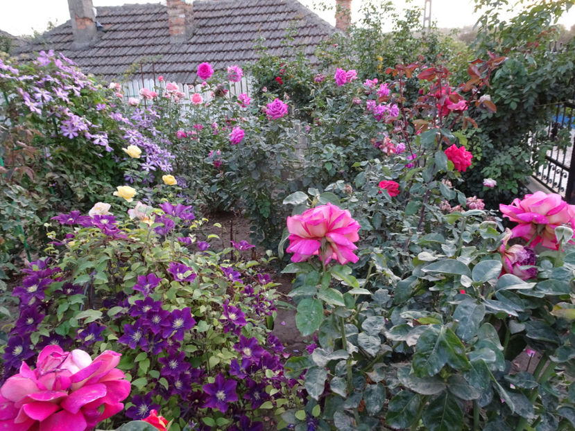 20 oct. - CLEMATITE DUPA TUNDEREA DIN VARA