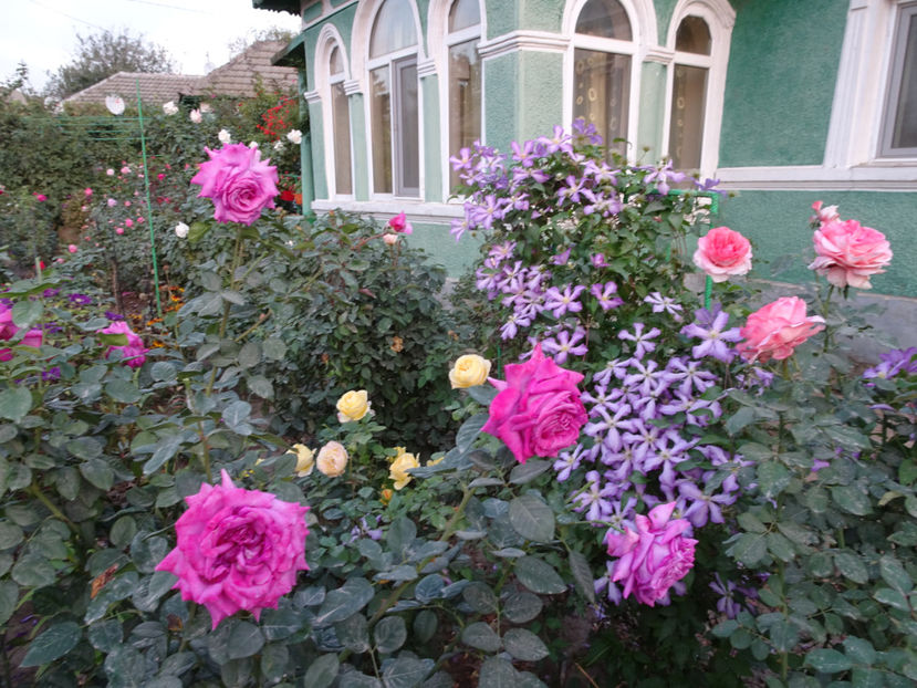 20 oct. - CLEMATITE DUPA TUNDEREA DIN VARA