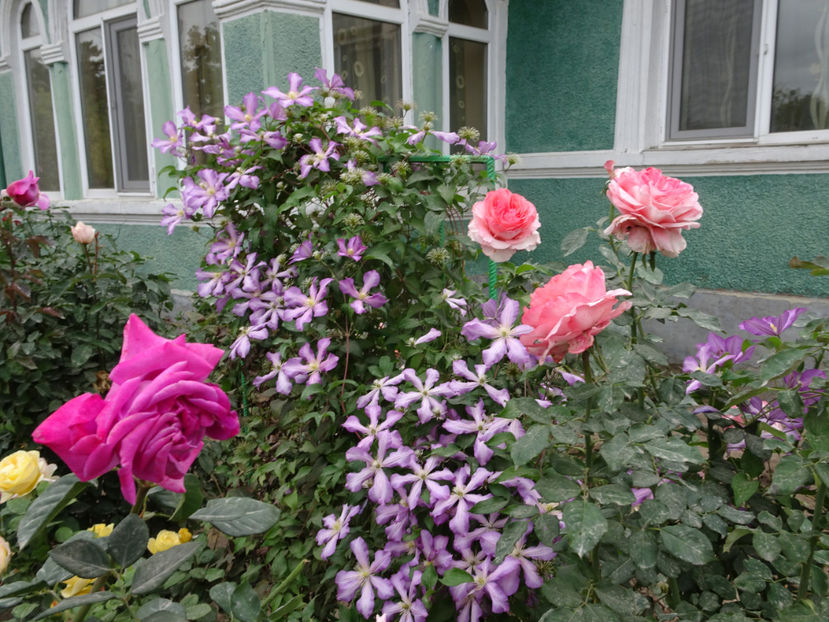 20 oct. - CLEMATITE DUPA TUNDEREA DIN VARA