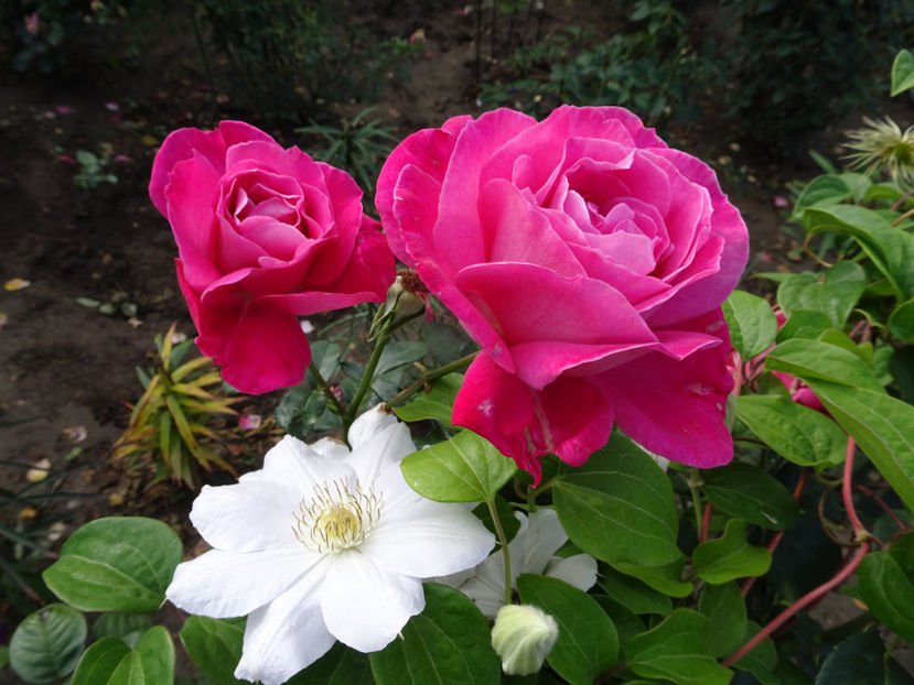 20 oct. - CLEMATITE DUPA TUNDEREA DIN VARA