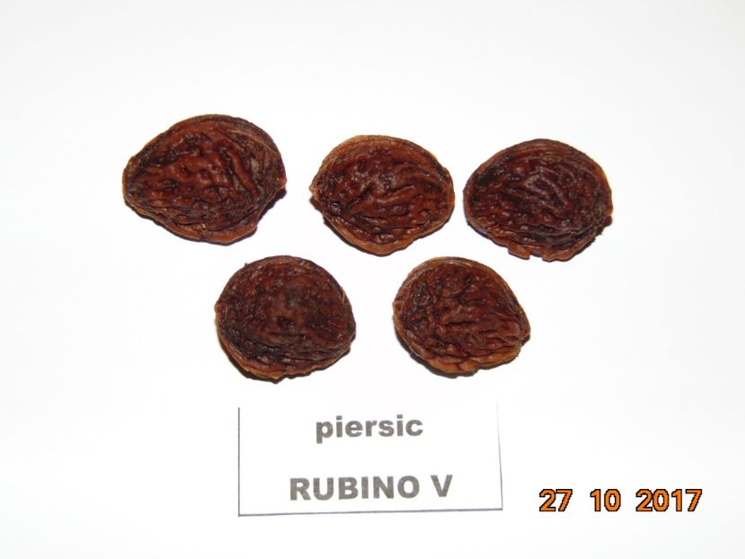  - piersic RUBINO Vasi ----- rosu