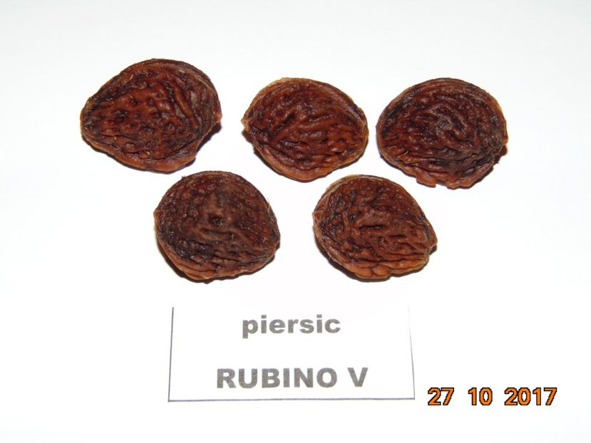  - piersic RUBINO Vasi ----- rosu