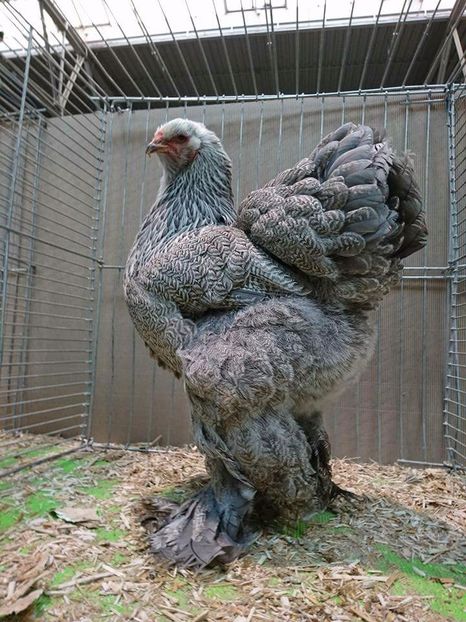 Hanovra 2017 - BRAHMA CLUB ROMANIA Facebook