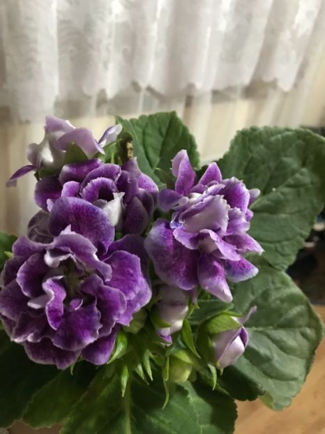 3FFF342F-319D-4B92-9985-1053E11D0DD7 - Gloxinii