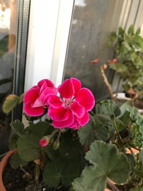 81559287-1E87-41B6-BB09-FA7AEE0F5961 - Muscate