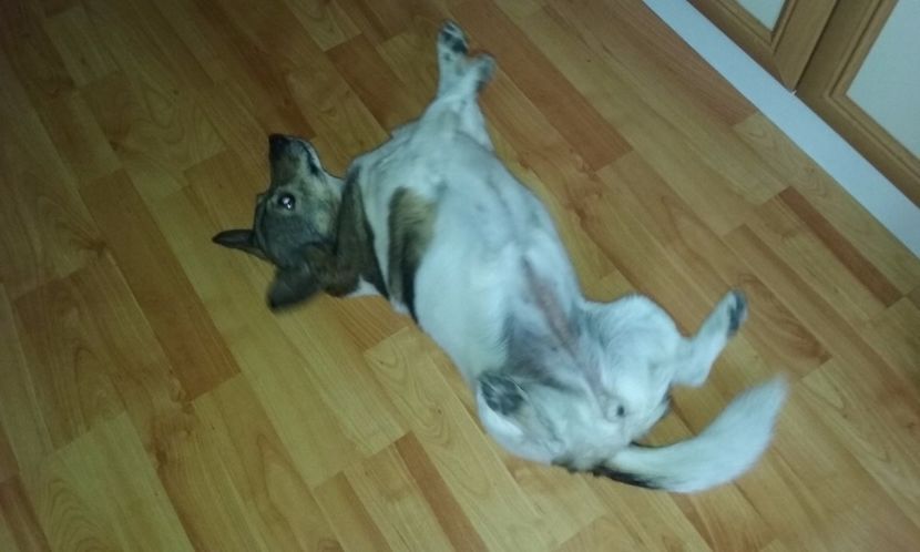 prietena ei cea mai buna-Sasha - ELSA