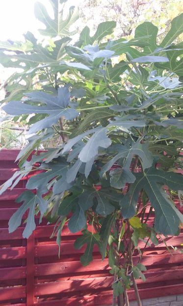  - Butas Smochin Mai 2015