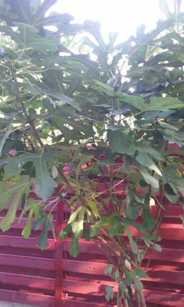  - Butas Smochin Mai 2015