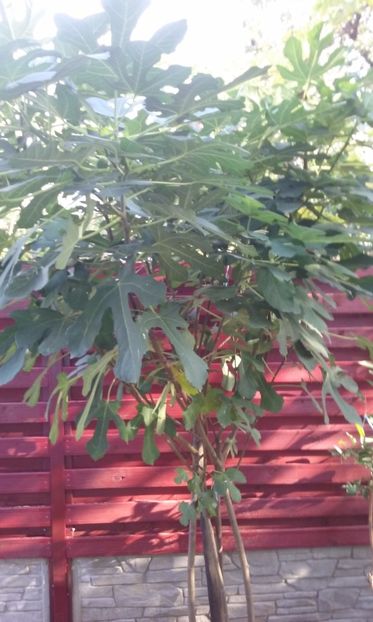  - Butas Smochin Mai 2015