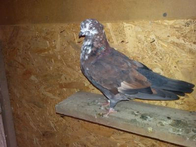 Mascul - 09-Trippleri Englezi