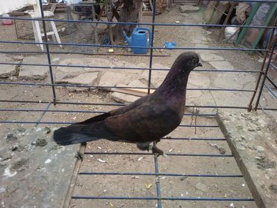 Femela - 09-Trippleri Englezi