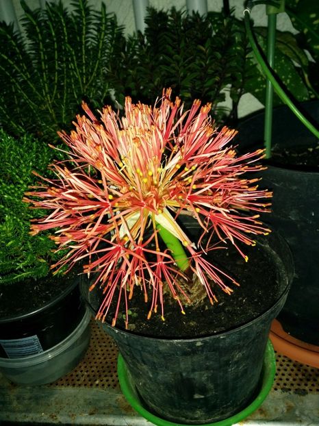  - -octombrie 2017-Scadoxus multiflorus