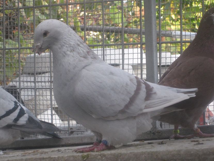  - VOIAJORI STANDARD VINDUTI