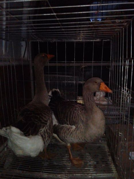 received_1648641361833709 - Si-au plecat!