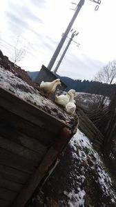  - 03 - Arhiva Rate Pekin 2017