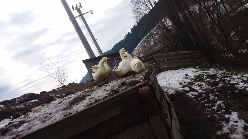  - 03 - Arhiva Rate Pekin 2017