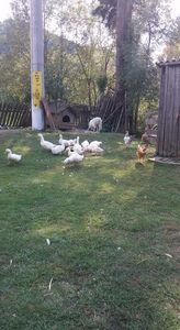  - 03 - Arhiva Rate Pekin 2017