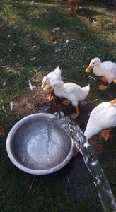  - 03 - Arhiva Rate Pekin 2017