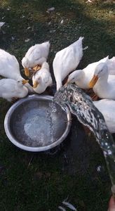  - 03 - Arhiva Rate Pekin 2017