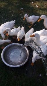  - 03 - Arhiva Rate Pekin 2017