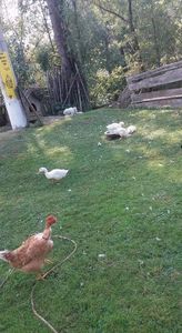  - 03 - Arhiva Rate Pekin 2017