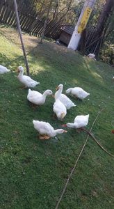  - 03 - Arhiva Rate Pekin 2017