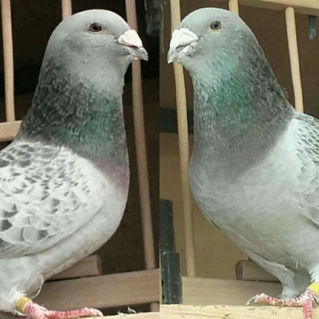 frati 2016 - PENTRU CRESCATORII CARE SE RESPECTA