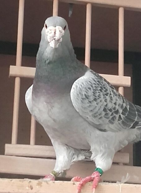  - PENTRU CRESCATORII CARE SE RESPECTA