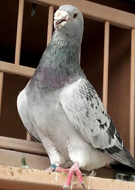  - PENTRU CRESCATORII CARE SE RESPECTA