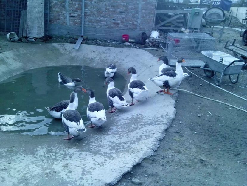 22812803_1538115329612968_684160362_o - GASTE POMERANIA