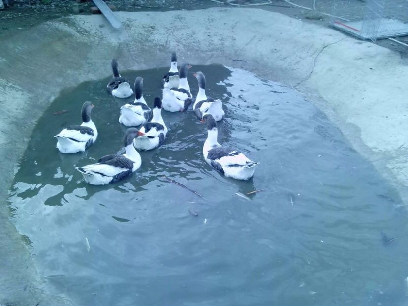 22882565_1538115036279664_1585184593_o - GASTE POMERANIA