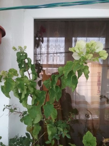  - Bougainvillea alba