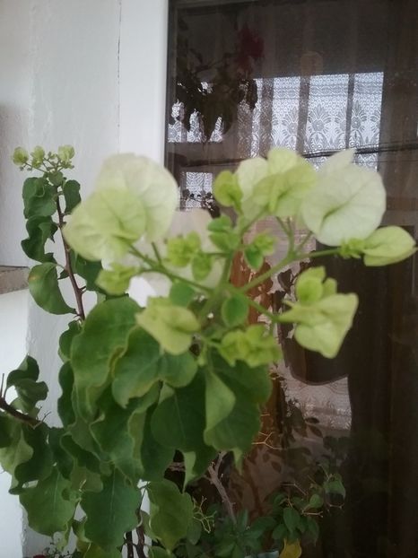  - Bougainvillea alba