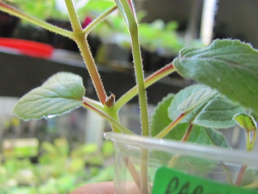  - ZZZSinningia Party Dress