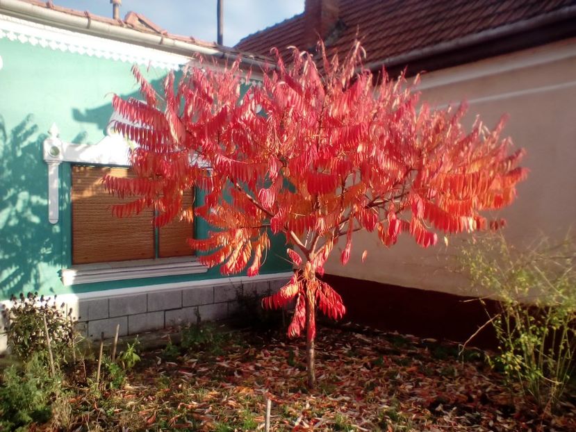 25 10 2017 - Rhus typhina